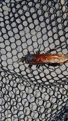 Urocerus californicus