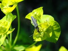Oedemeridae