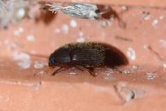 Hymenorus
