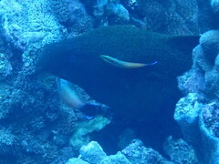 Labridae