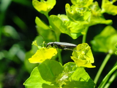 Oedemeridae