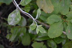 Erysiphe caprifoliacearum