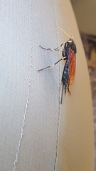 Urocerus californicus