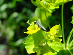 Oedemeridae