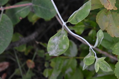 Erysiphe caprifoliacearum