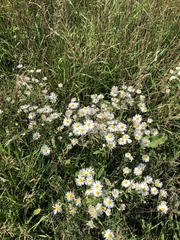 Erigeron