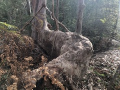 Angophora costata