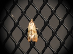 Phalonidia contractana