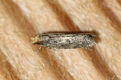 Amydria effrenatella