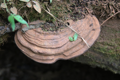 Ganoderma australe