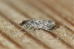 Amydria effrenatella