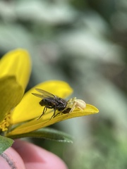 Misumena vatia