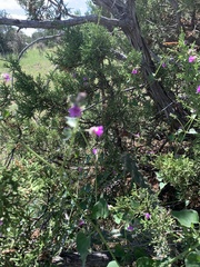 Mirabilis oxybaphoides