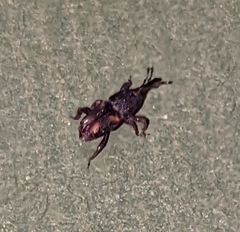 Sitophilus