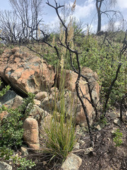 Calamagrostis ophitidis