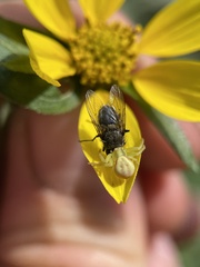 Misumena vatia