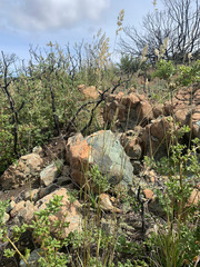 Calamagrostis ophitidis