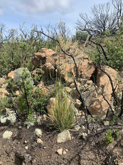 Calamagrostis ophitidis