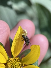 Misumena vatia