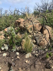 Calamagrostis ophitidis