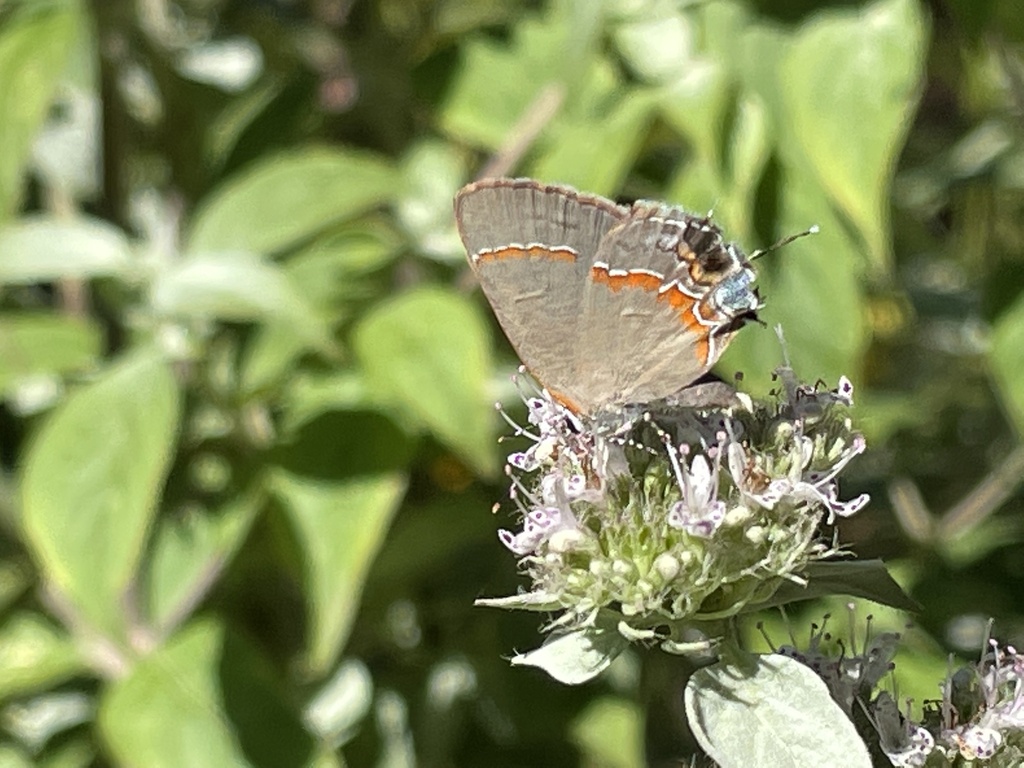 Redbanded Hairstreak from US6, Wellfleet, MA, US on September 01, 2022 at 1227 PM by Mark