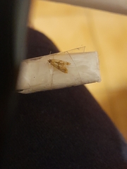 Phalonidia contractana