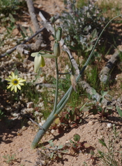 Albuca