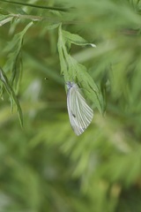 Pieris napi