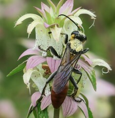Sphex habenus