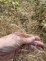 Eragrostis pectinacea