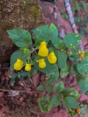 Calceolaria