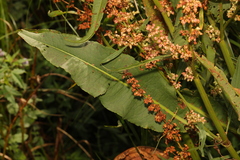 Rumex hydrolapathum