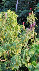 Pachystachys coccinea