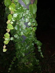 Parthenocissus tricuspidata