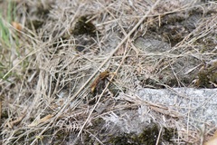 Asilus crabroniformis