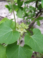 Matelea edwardsensis