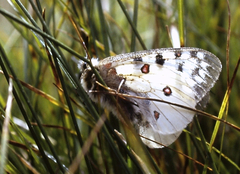 Parnassius phoebus