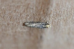 Amydria effrenatella