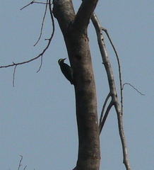 Melanerpes cruentatus