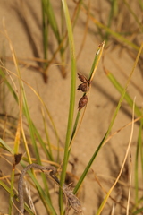 Schoenoplectus pungens