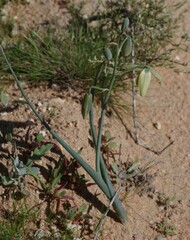 Albuca