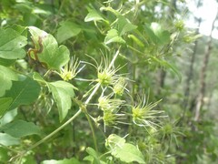 Clematis ligusticifolia