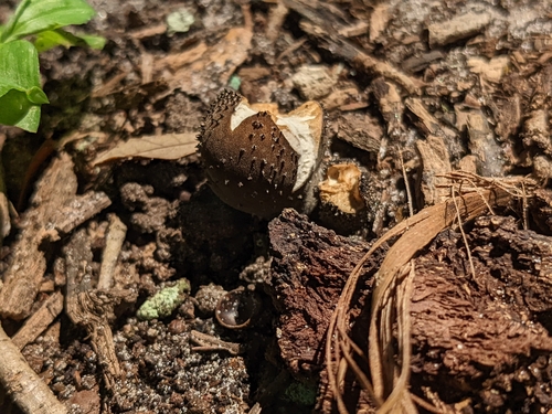 Lycoperdon umbrinum image