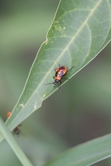 Tropidothorax leucopterus