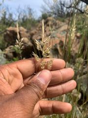 Calamagrostis ophitidis