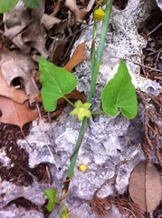 Matelea edwardsensis