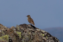 Lullula arborea