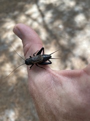 Gryllus pennsylvanicus
