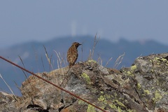 Lullula arborea