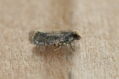 Amydria effrenatella